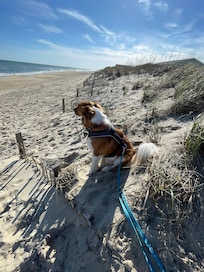 This pic shows Charley enjoying the beach while sitting directly in front of Shugafoot.