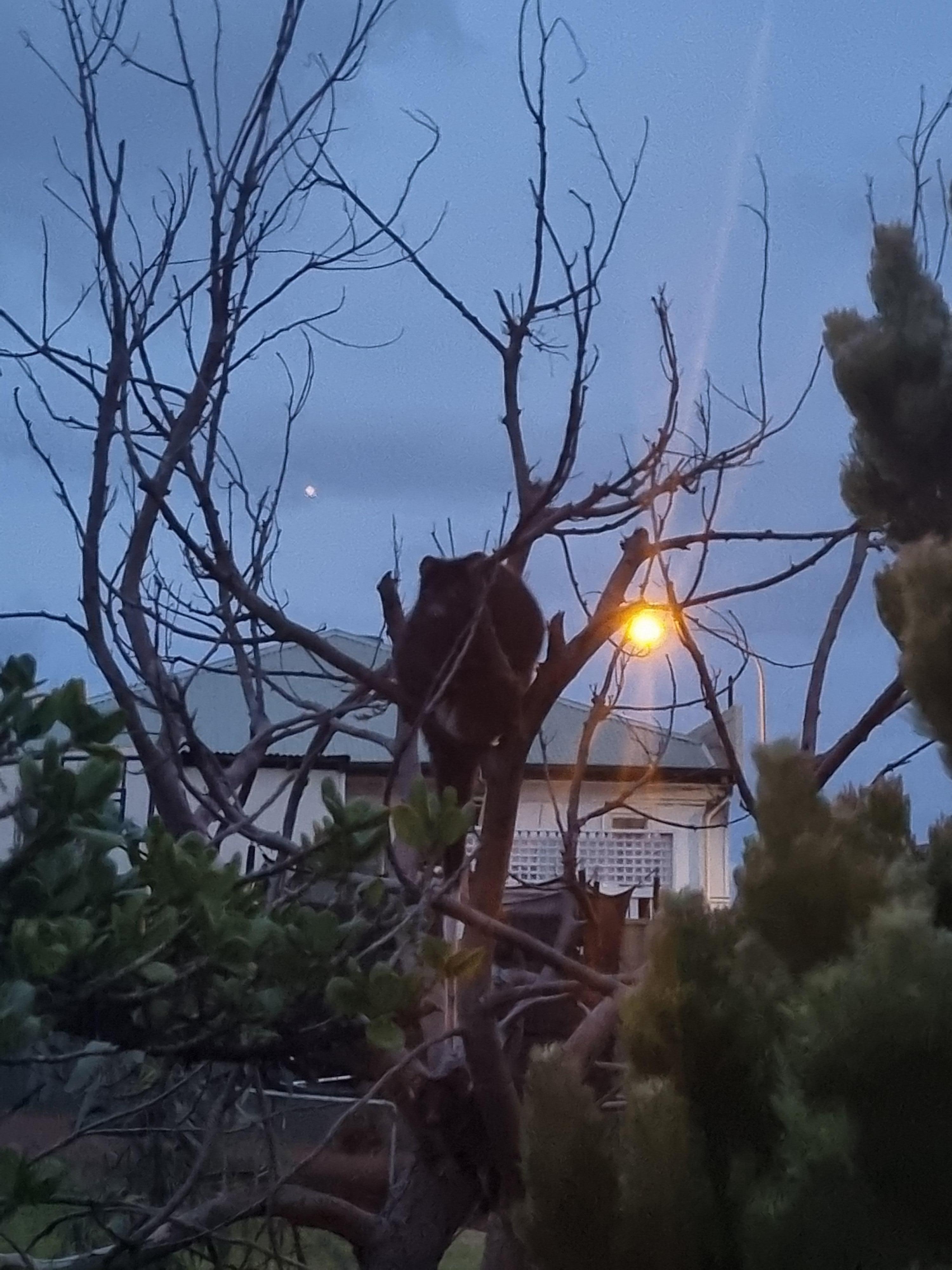 One of the neighbours.