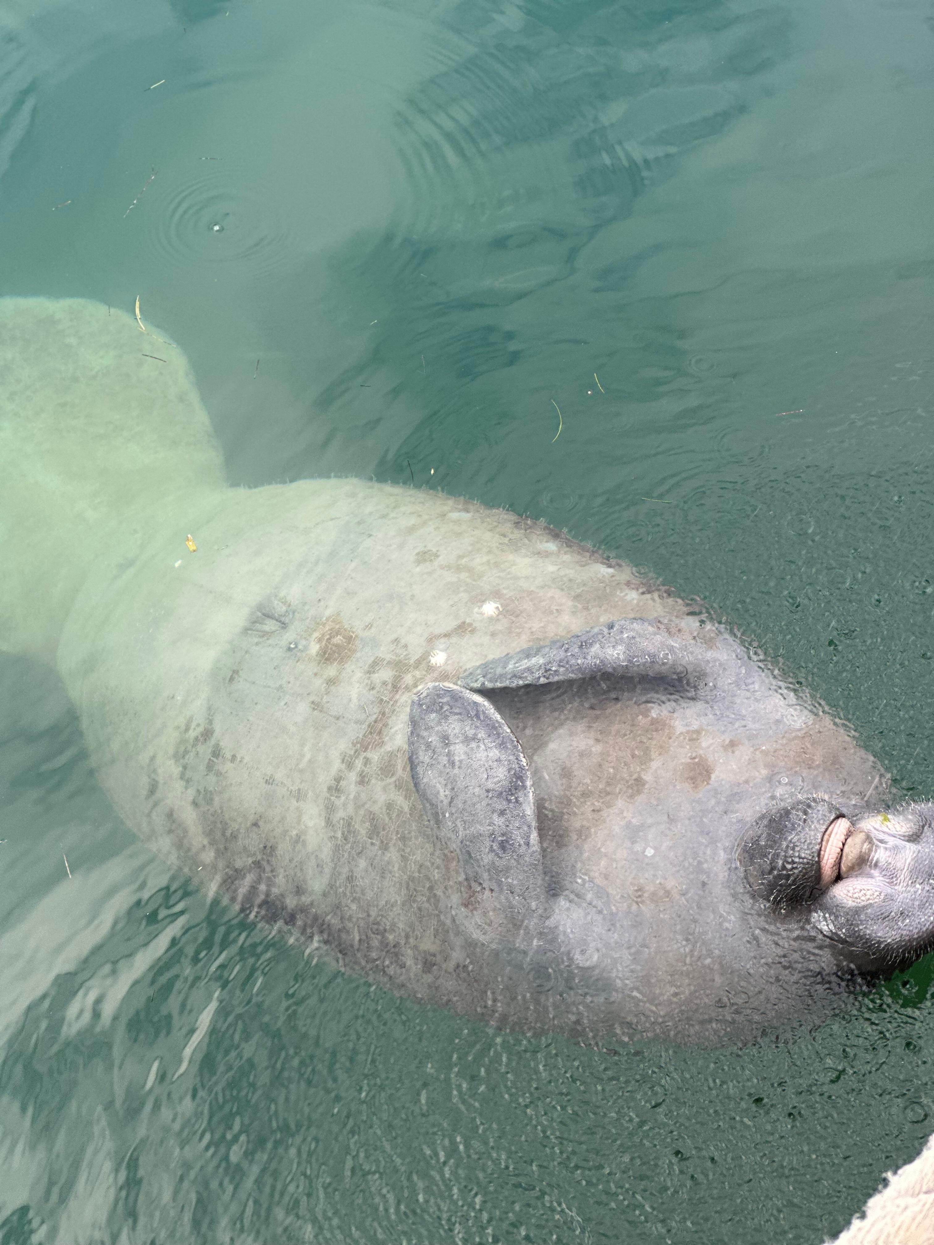 Manatee 