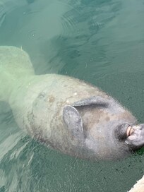 Manatee