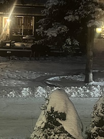 Moose across the street