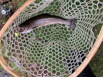 A trout stocked by helicopter. It grew in the pristine waters from a 3 inch fingerling into a delicious 12 inch entree.