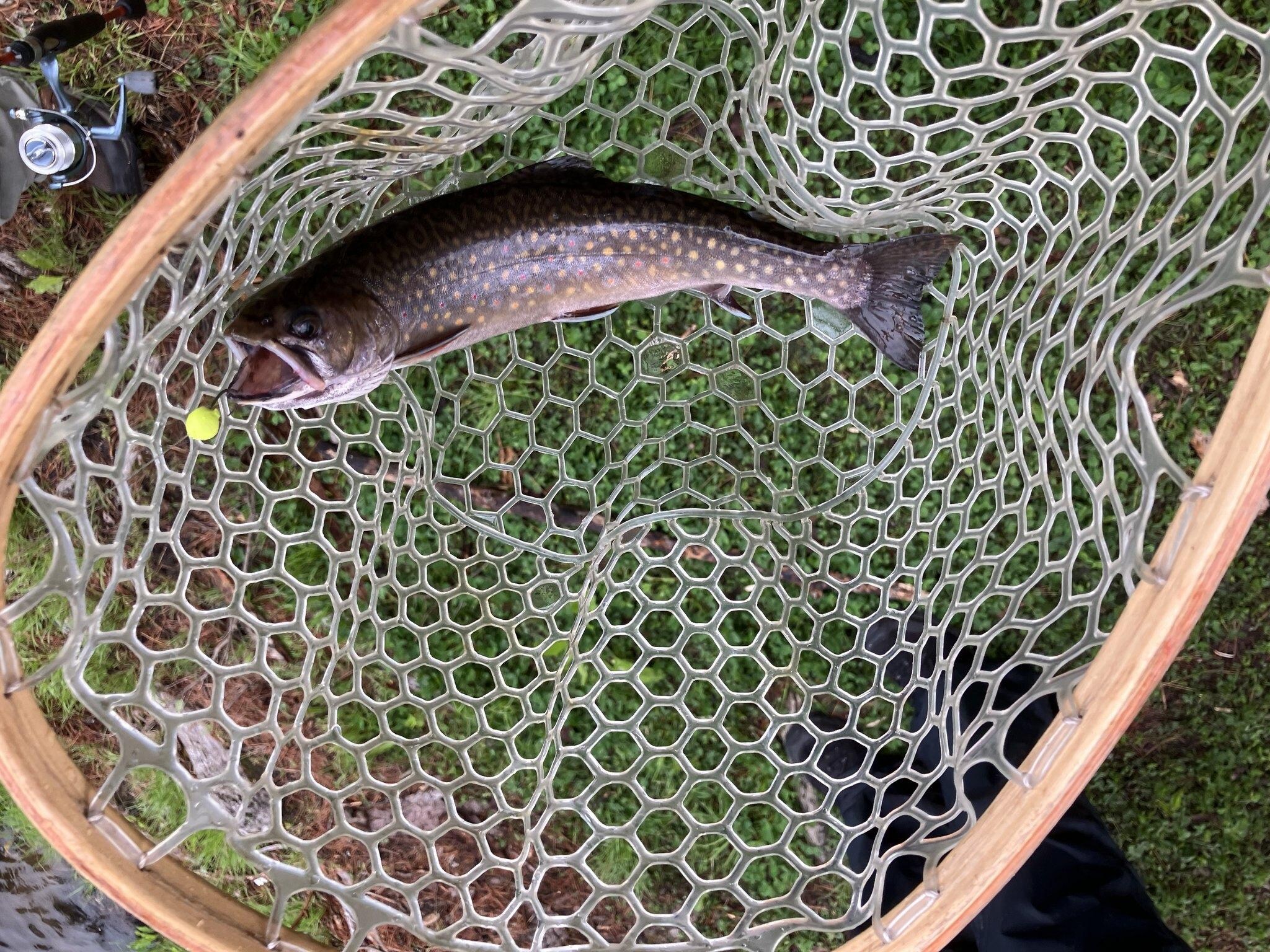 A trout stocked by helicopter. It grew in the pristine waters from a 3 inch fingerling into a delicious 12 inch entree.