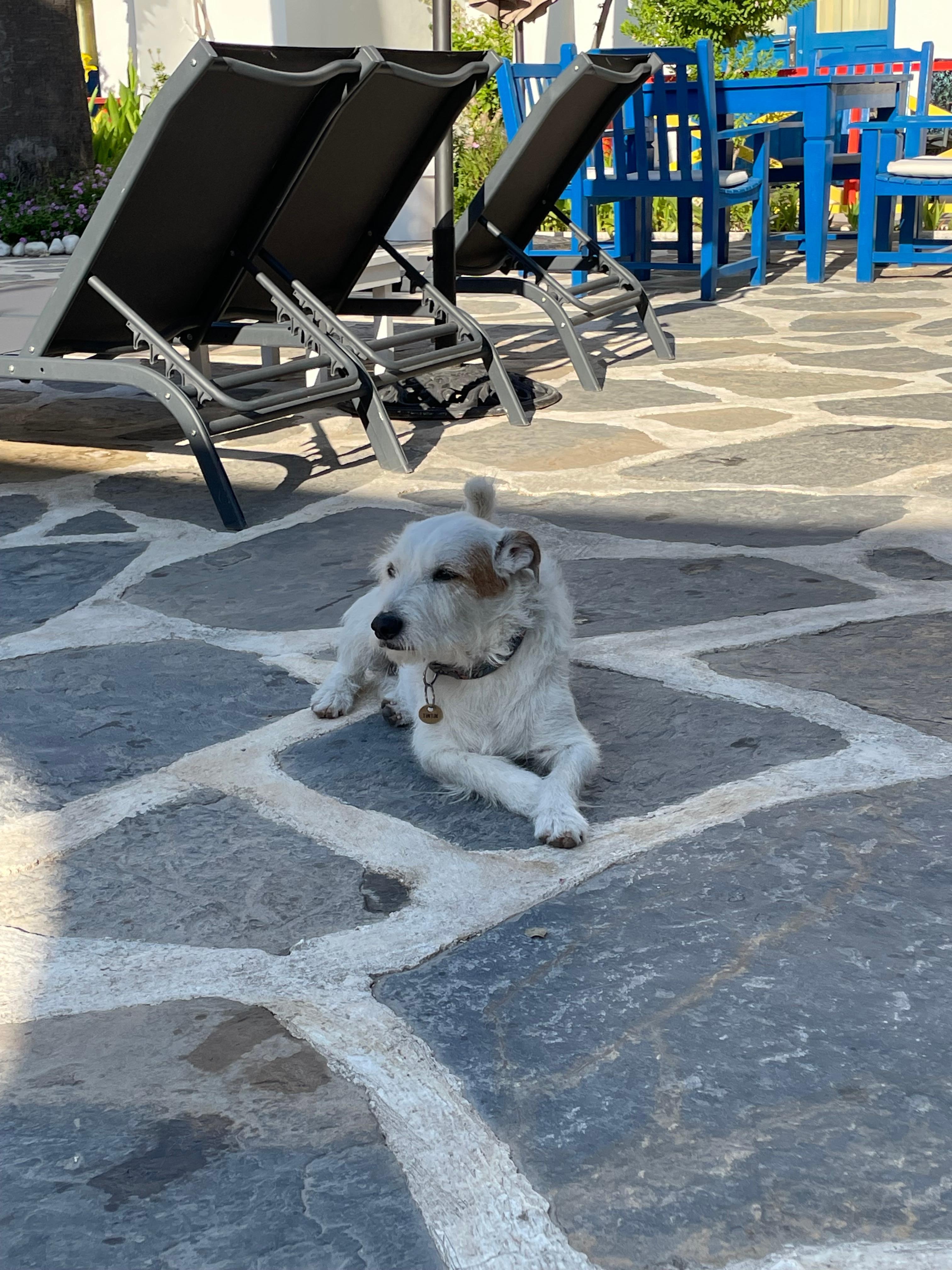 番犬
