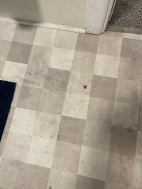 Mold/ Mildew growing in the shower room floor