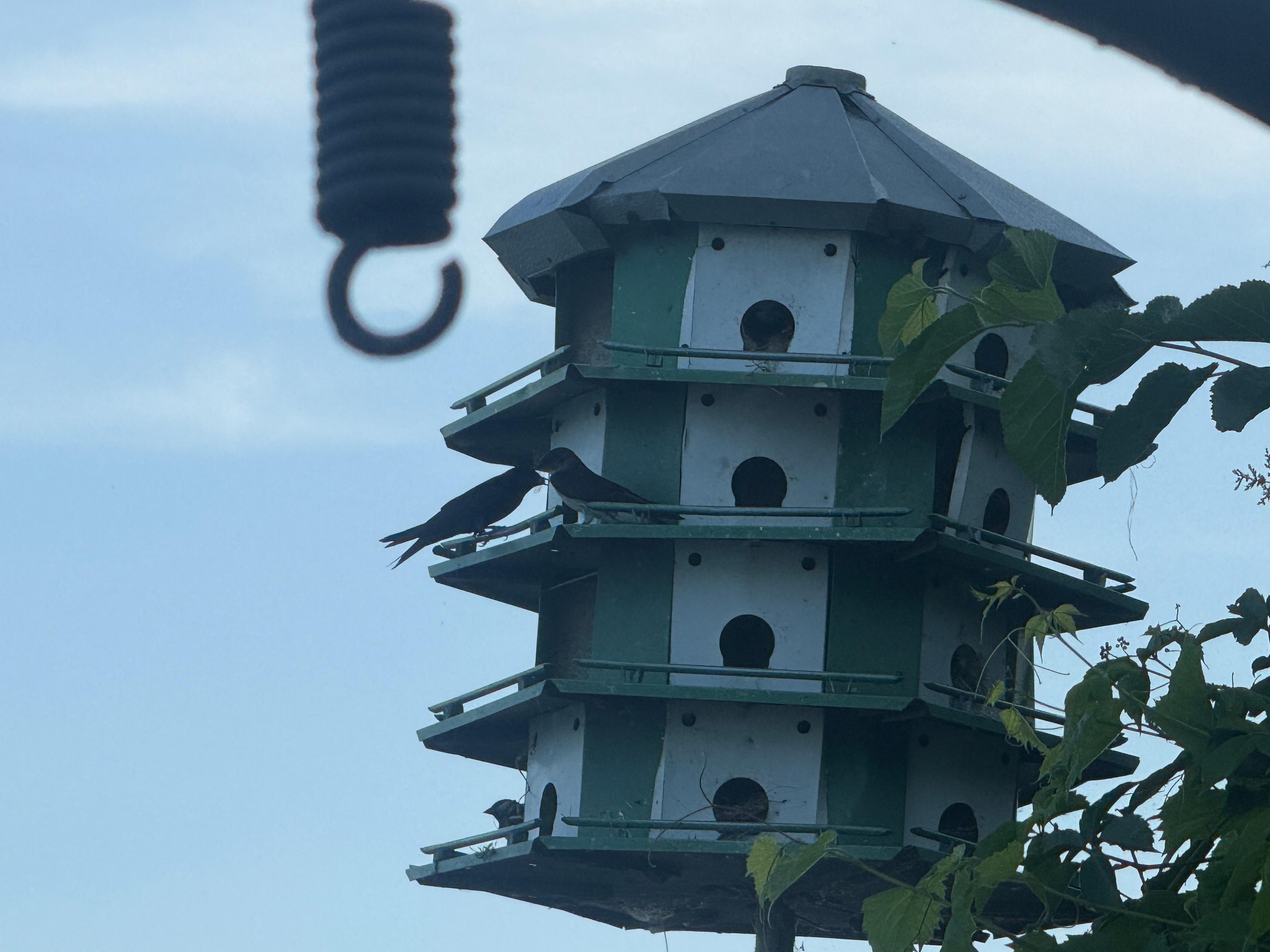 Starlings inhabit this house on the property next door.  They’re very chatty in the early evenings!
