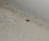 Roaches in bathroom.