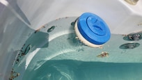 Leaves, bugs and dirt in the pool no chlorine