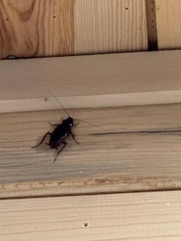 Crawling up the walls