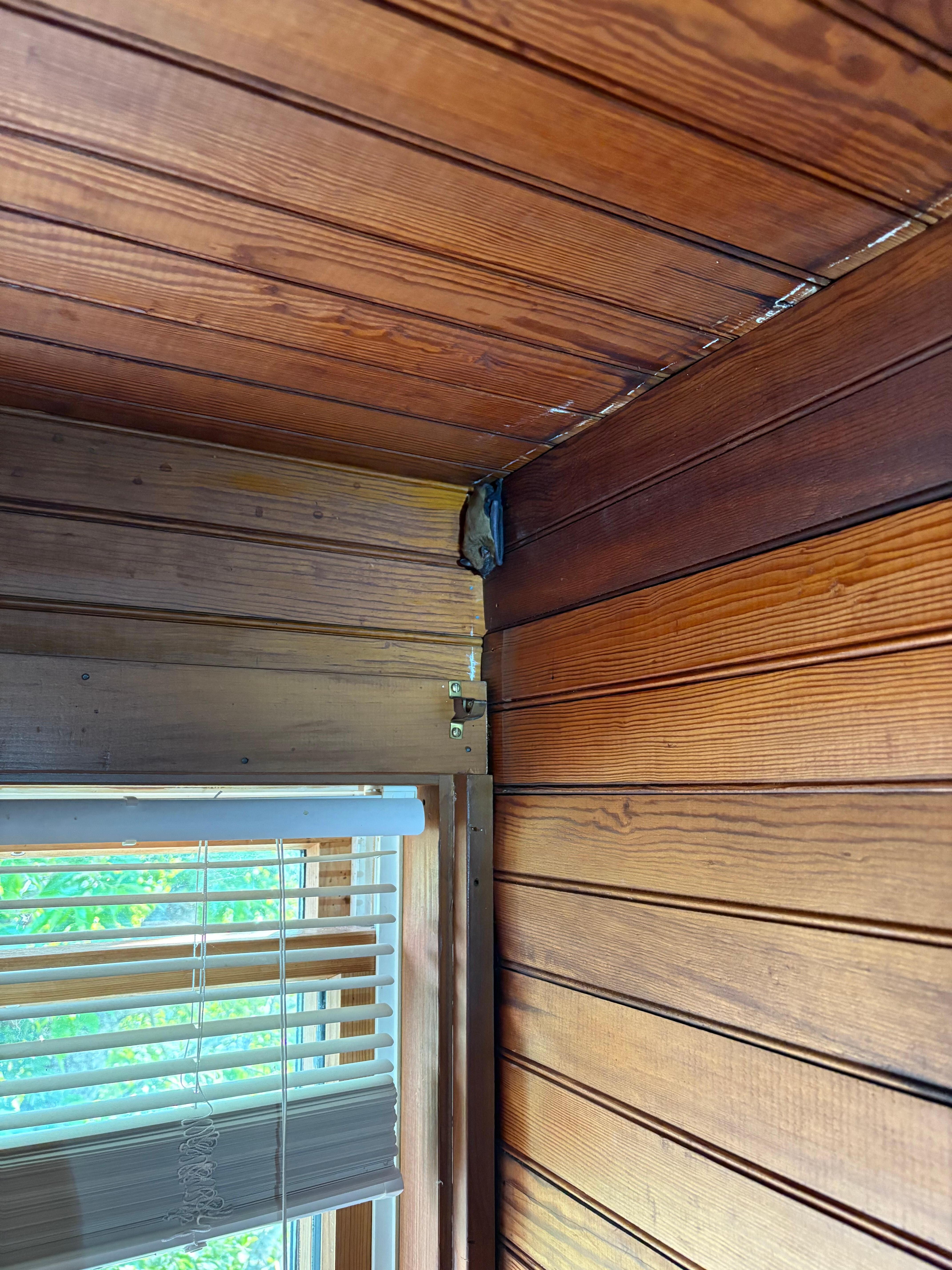 Bat in the upper right hand corner 