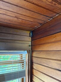 Bat in the upper right hand corner