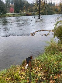 Beautiful river front property!