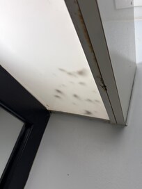 Bugs in light