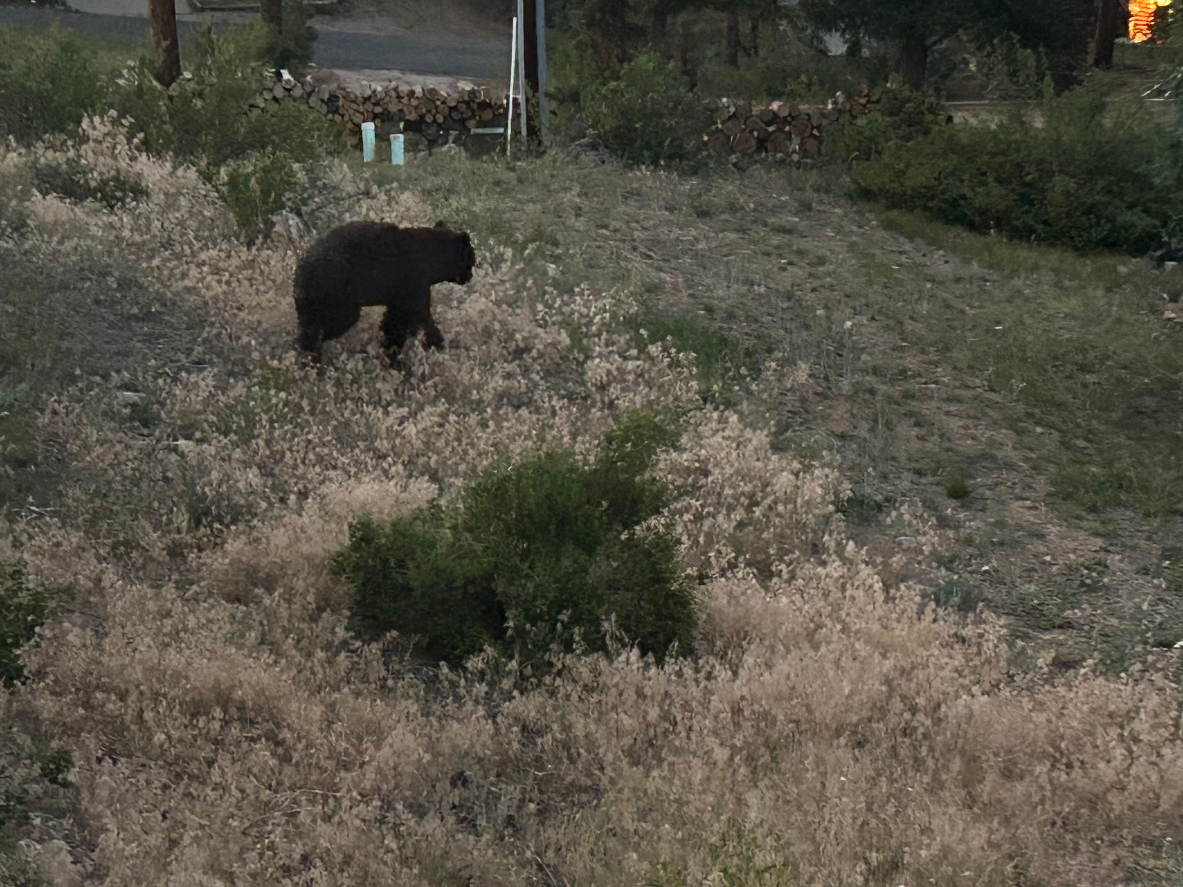 Bear