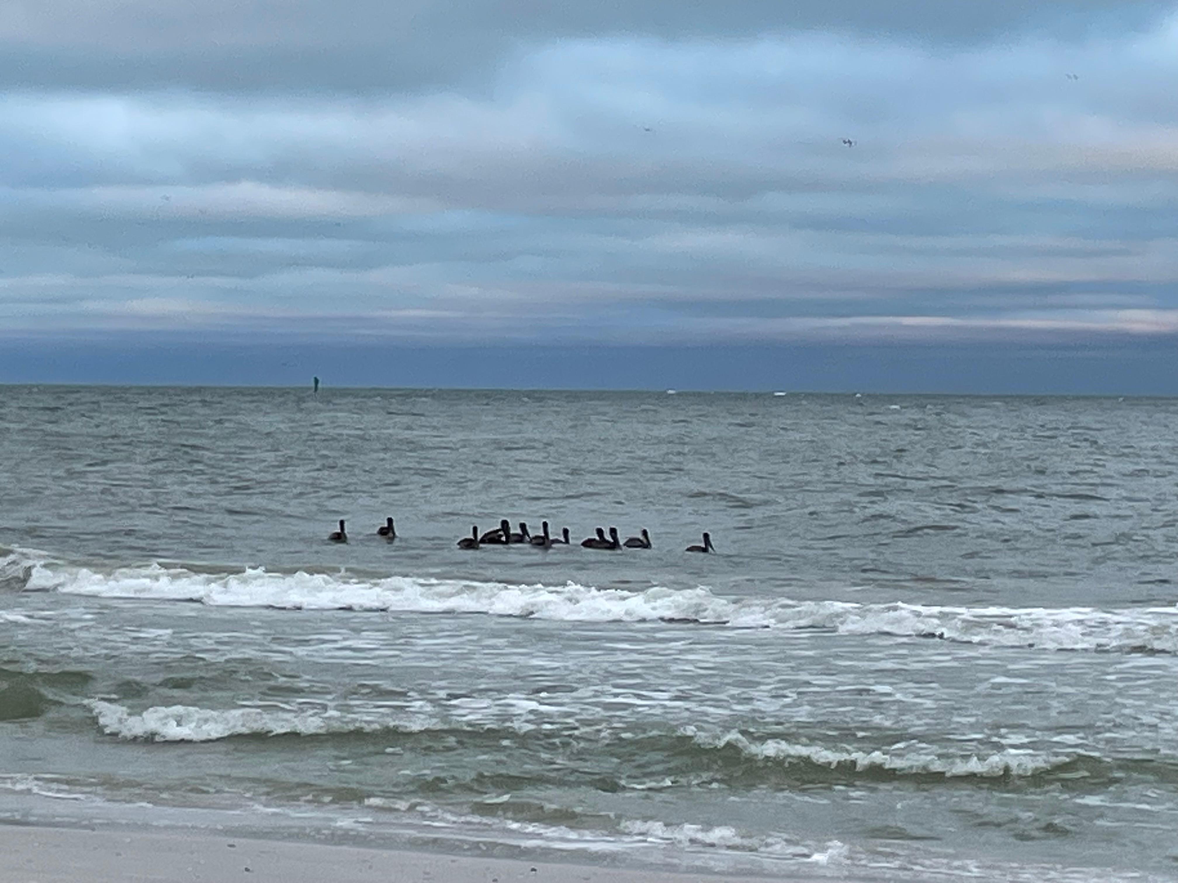 Pelicans