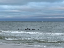 Pelicans