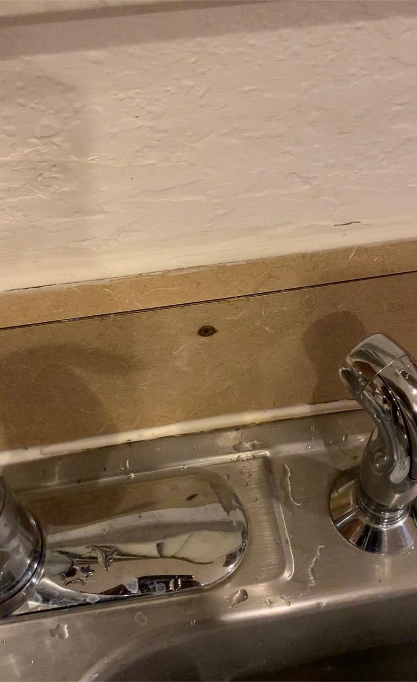 Ants in the kitchen 