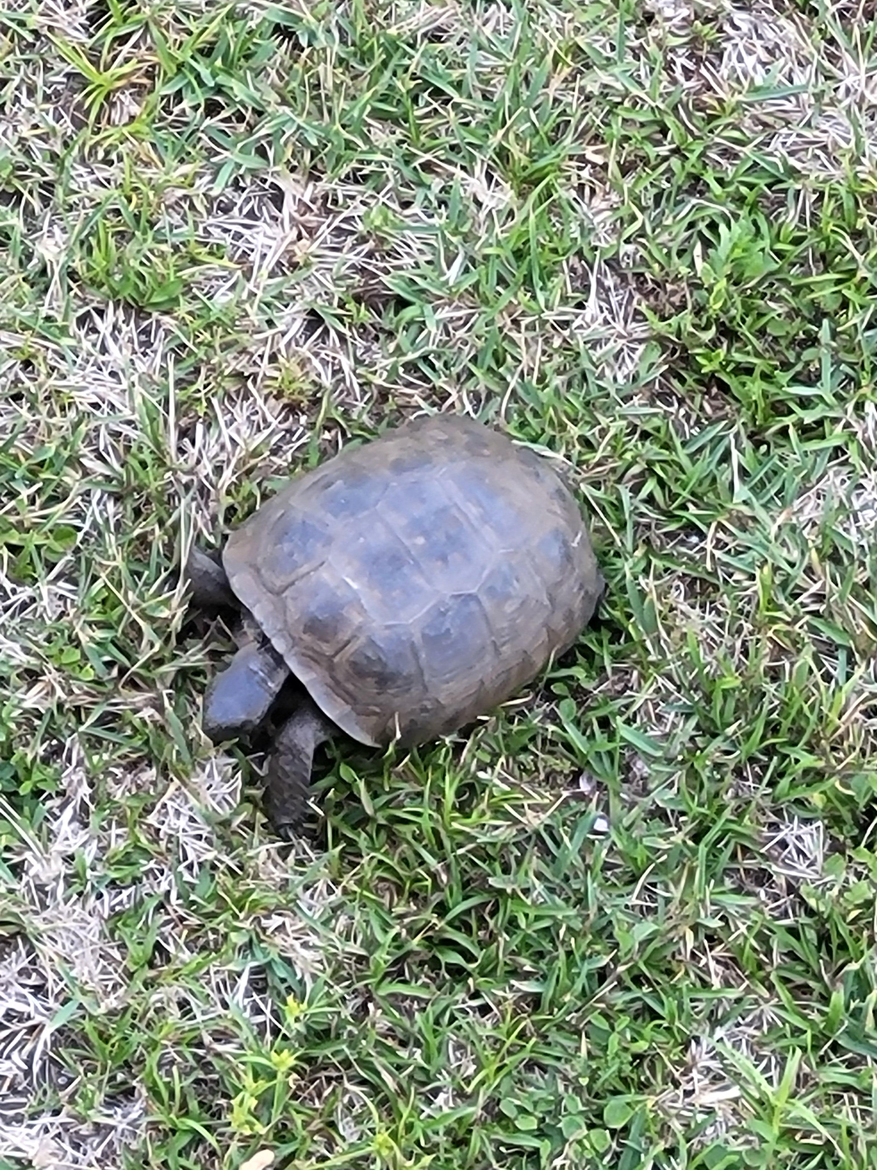 Turtles!