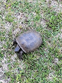 Turtles!