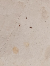 Were found in our bedroom