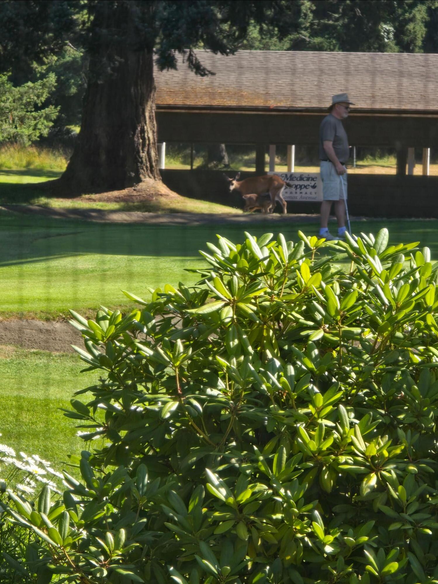 Momma feeding the youngins @ the golf course.