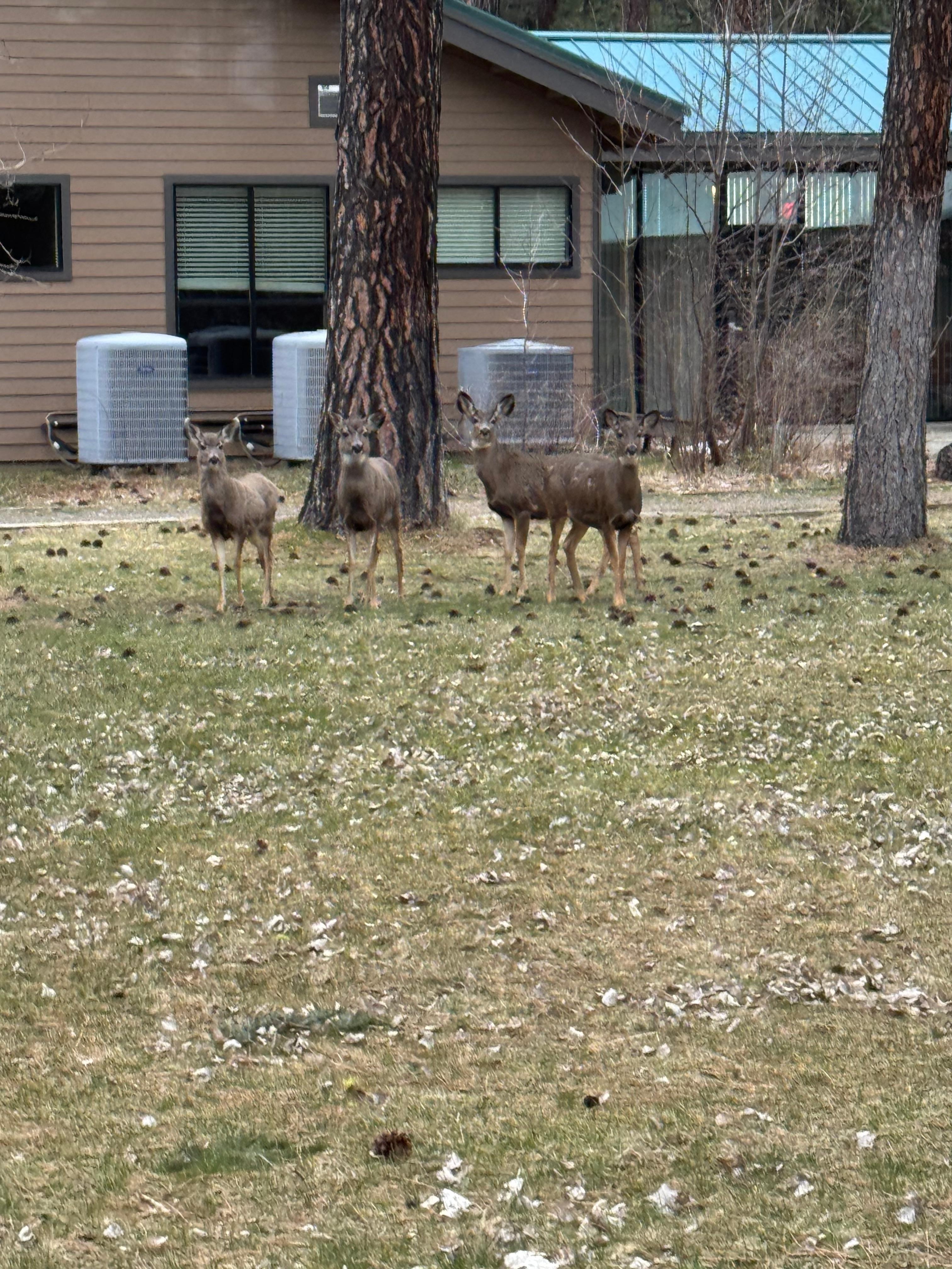 US Forest Service office behind the hotel