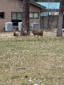 US Forest Service office behind the hotel