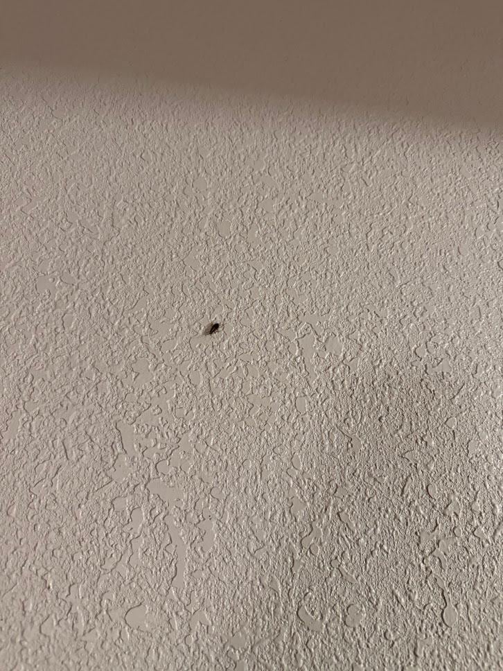 Cockroach on wall