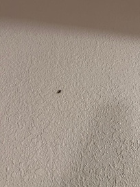 Cockroach on wall