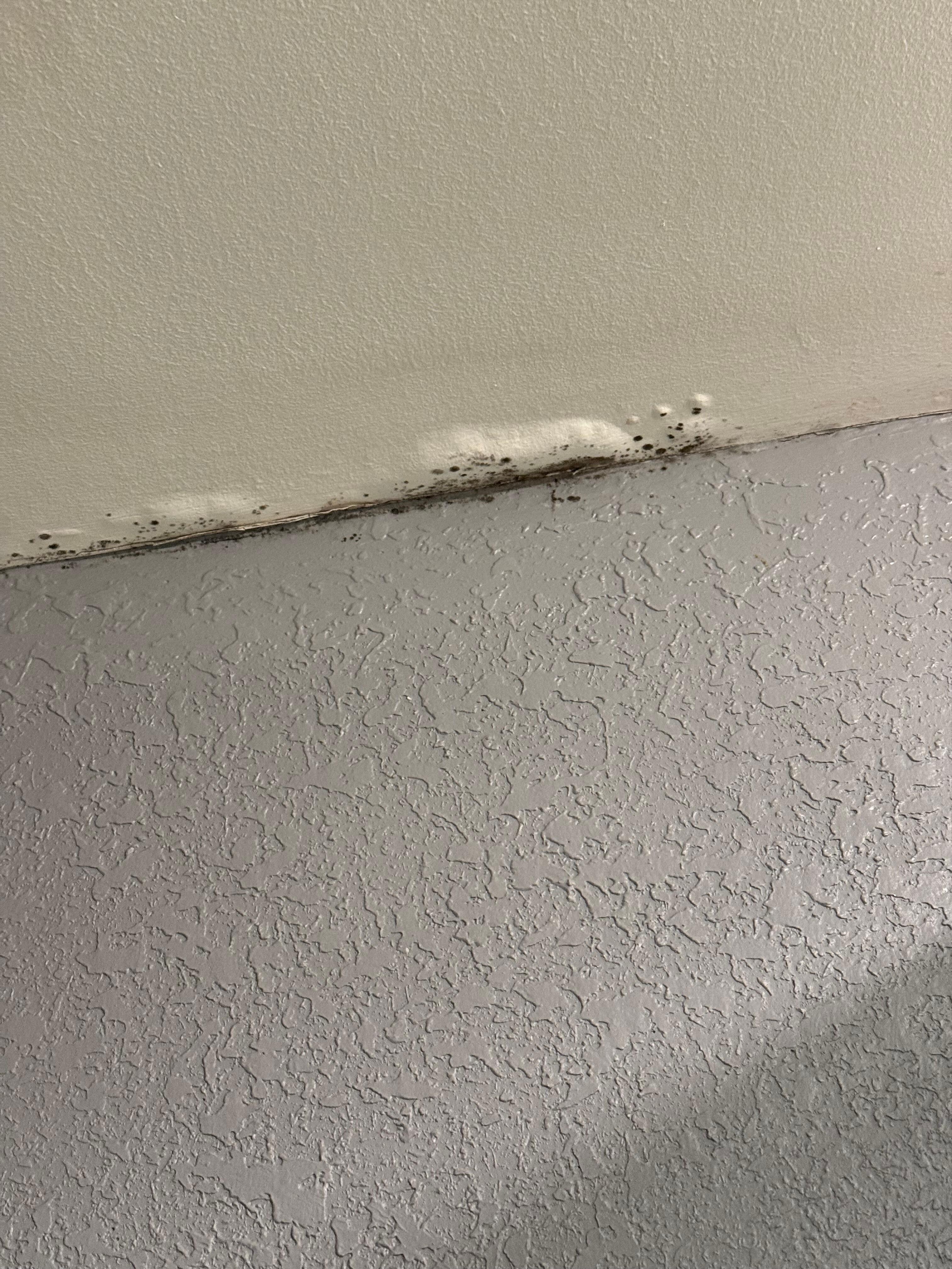 Black mold in bathroom 