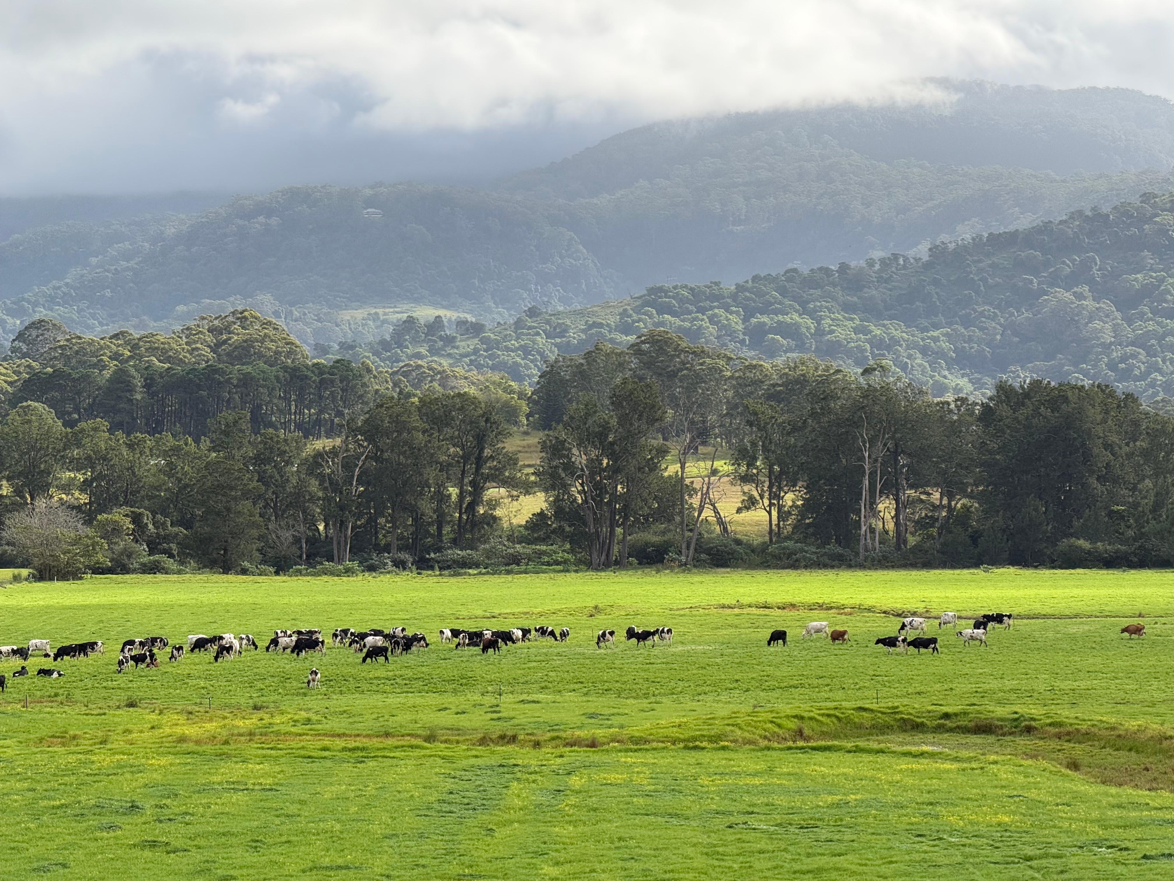 Zoomed in on the cows across the street!