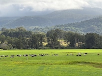 Zoomed in on the cows across the street!
