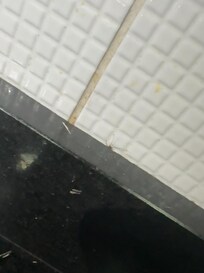 Live cockroach between the wall and the kitchen counter