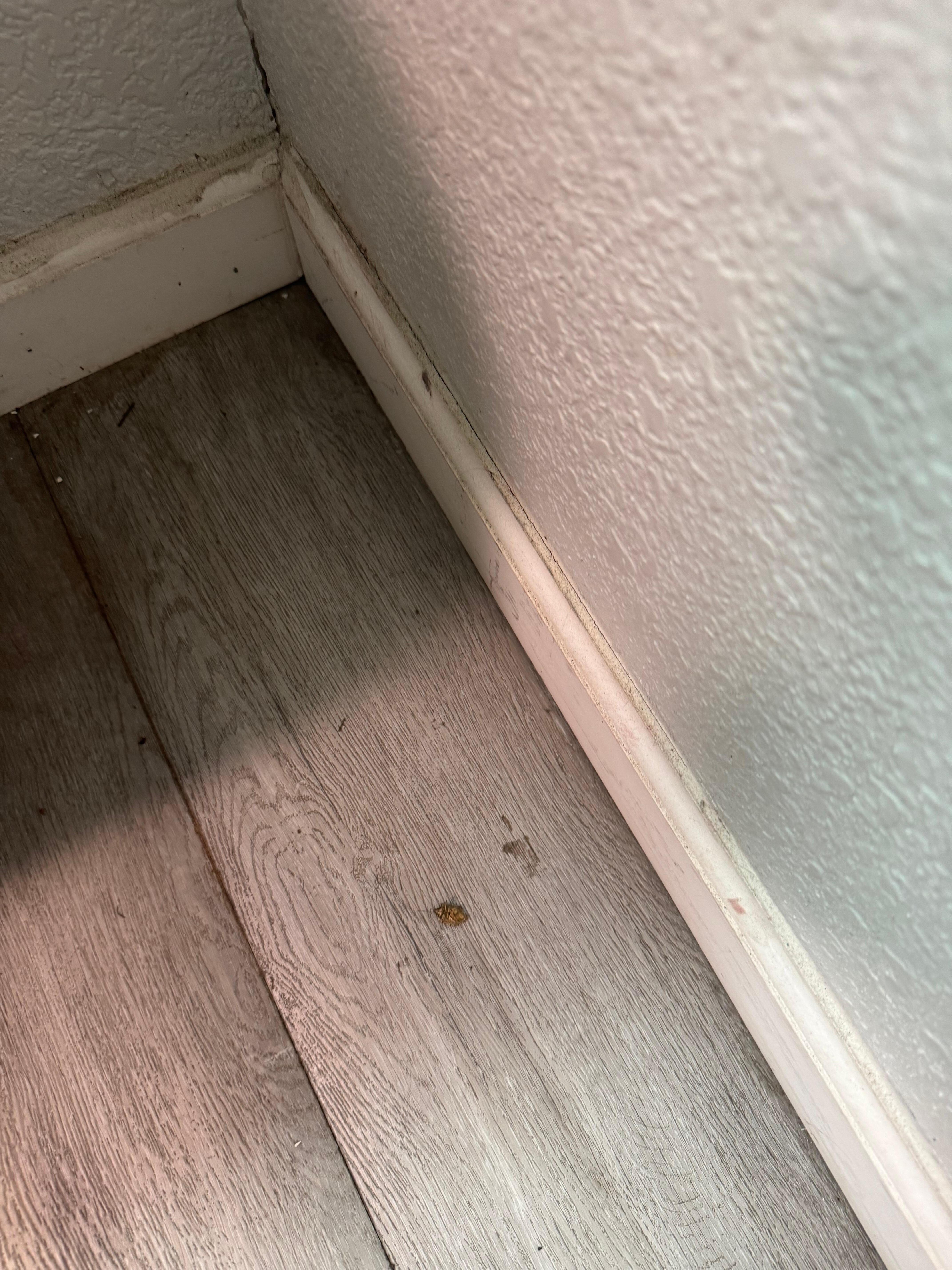 Dead bugs 