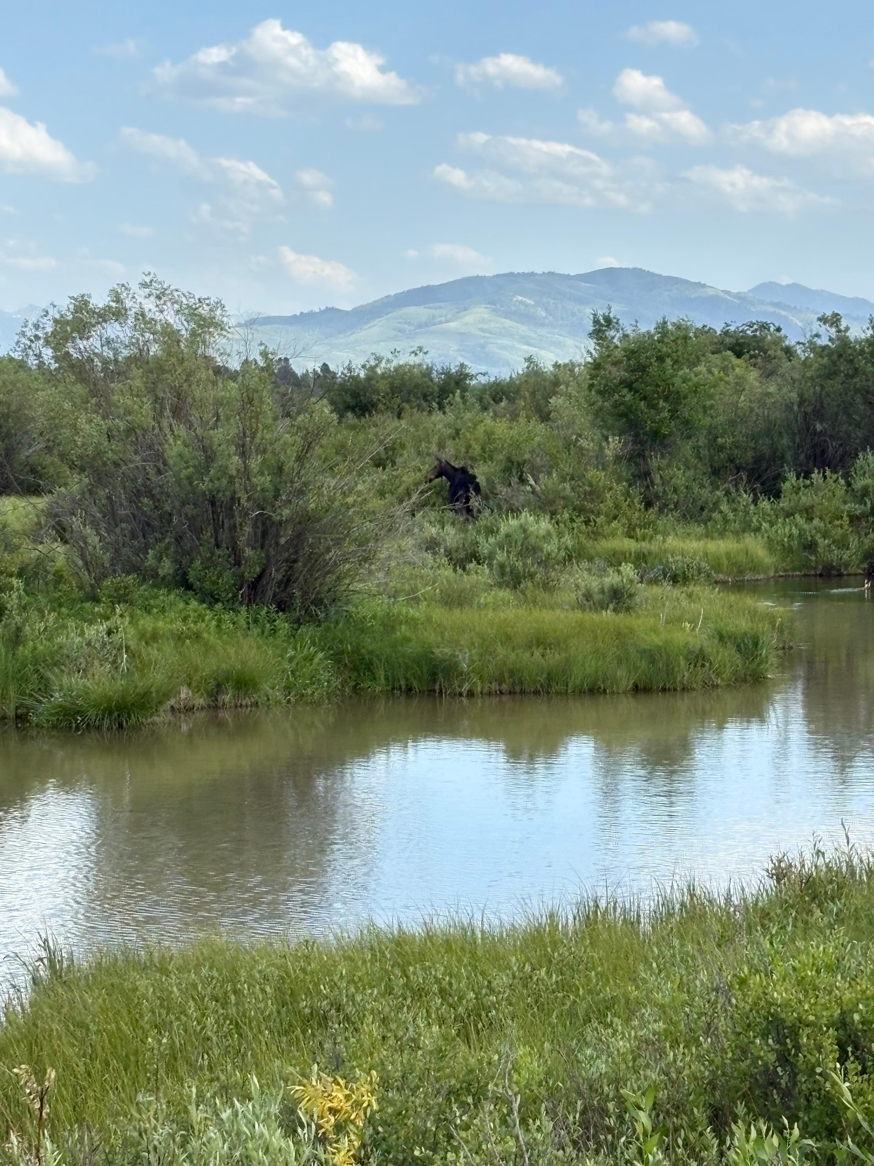 Moose seen from deck 