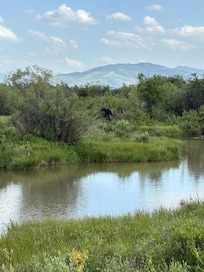 Moose seen from deck