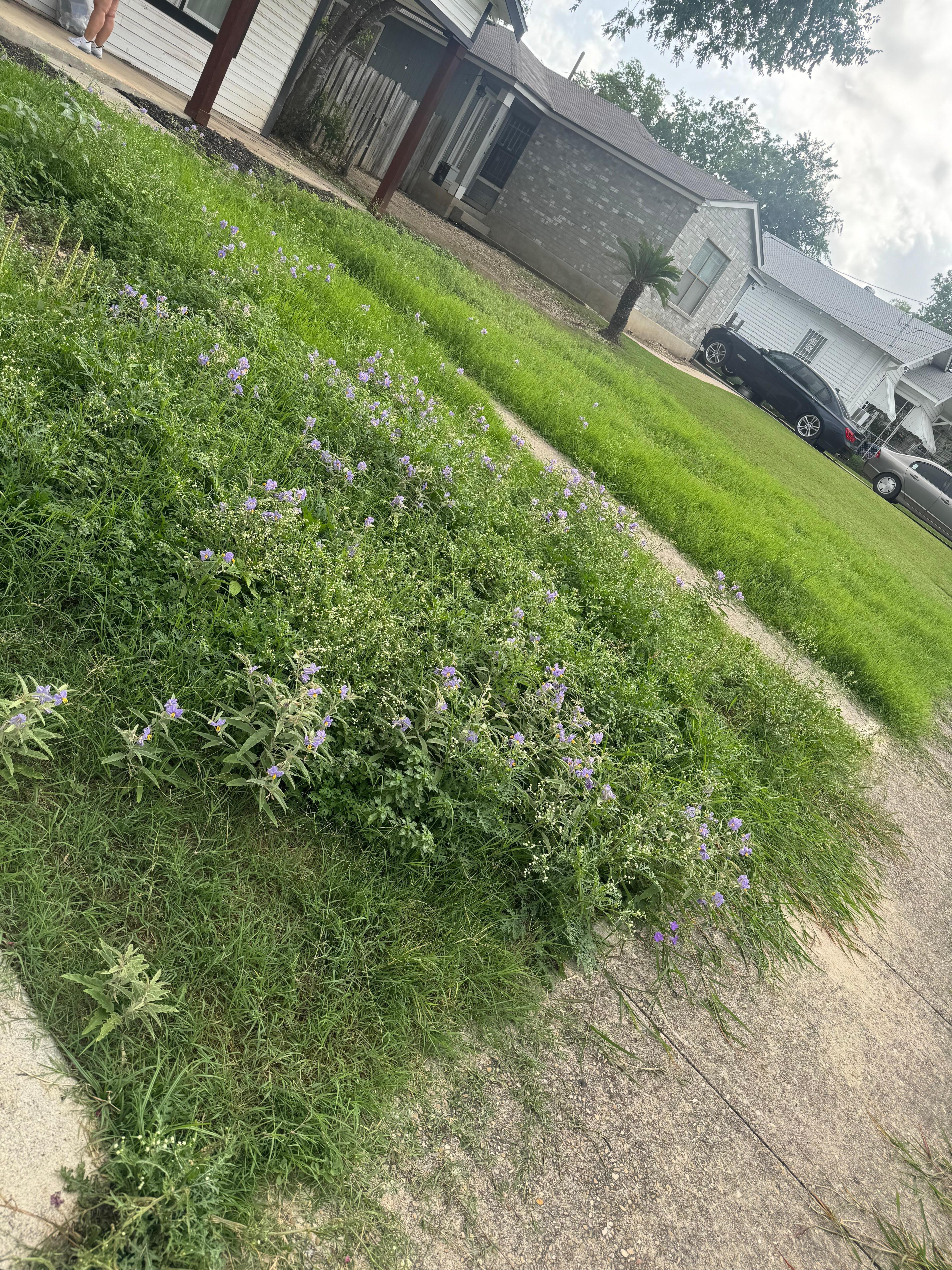 Grass was growing all on the walkways 