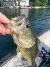 Large mouth bass caught very close to the cottage