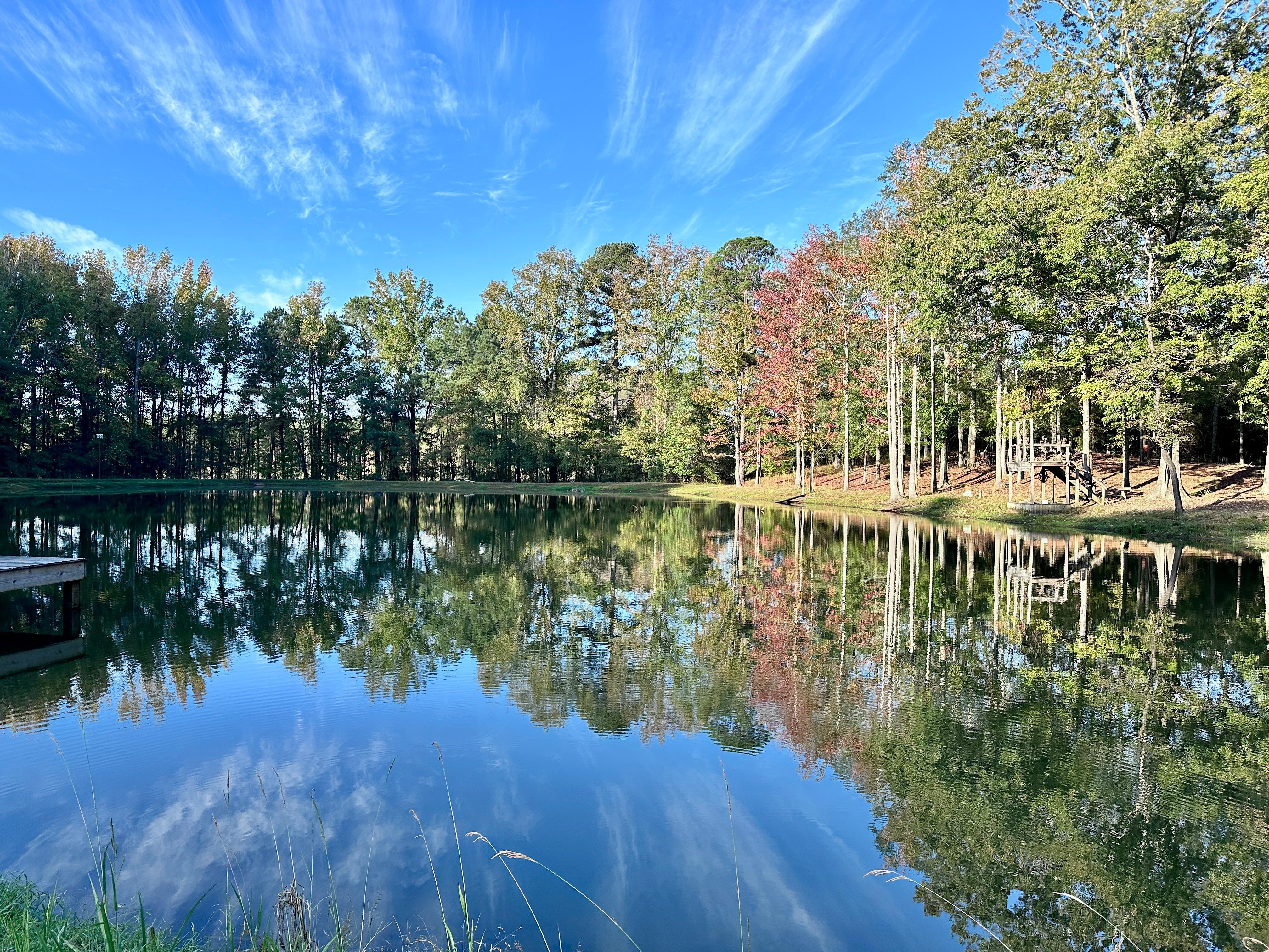 Pond view. Deer and turkeys in the morning. 