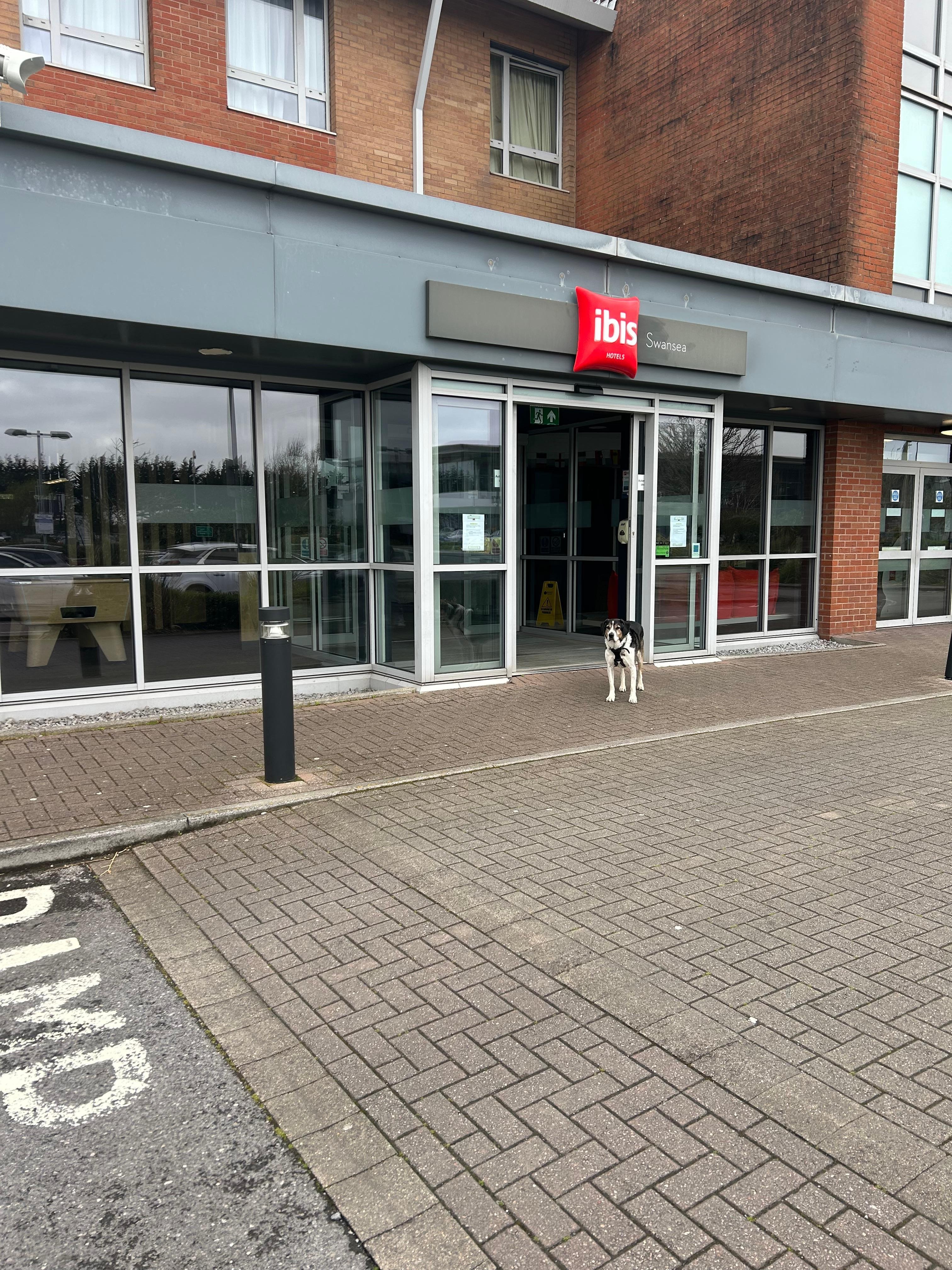 Our dog refused to leave the hotel cos he enjoyed his stay so much 😃