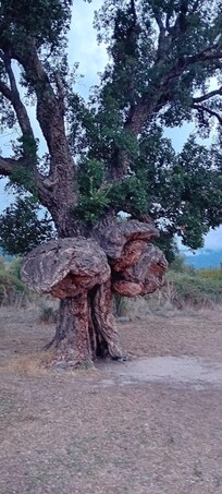 Arbre remarquable , arbre oiseau