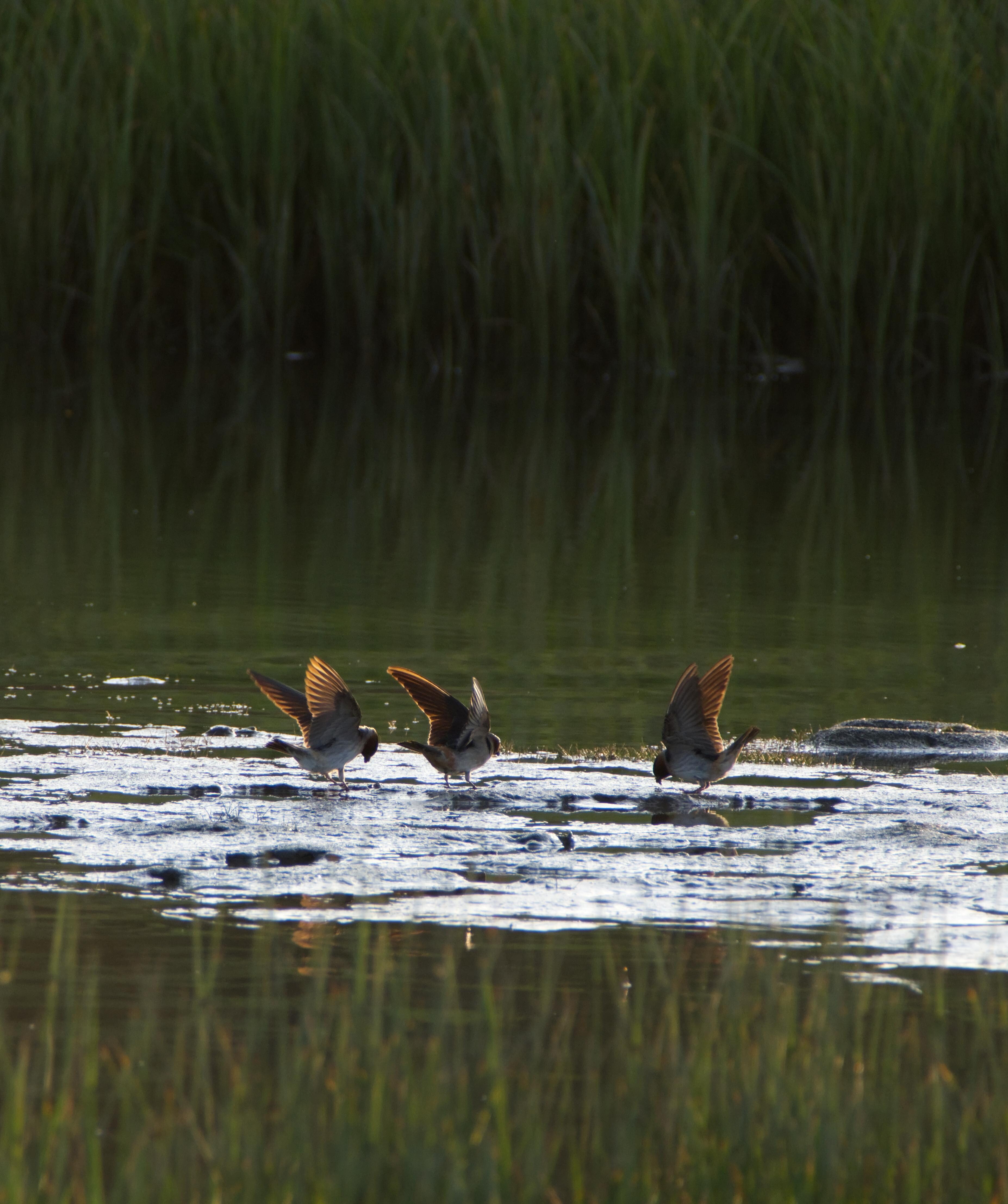 A group of swallows bathing in the water between banks of reeds. 