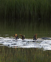 A group of swallows bathing in the water between banks of reeds.