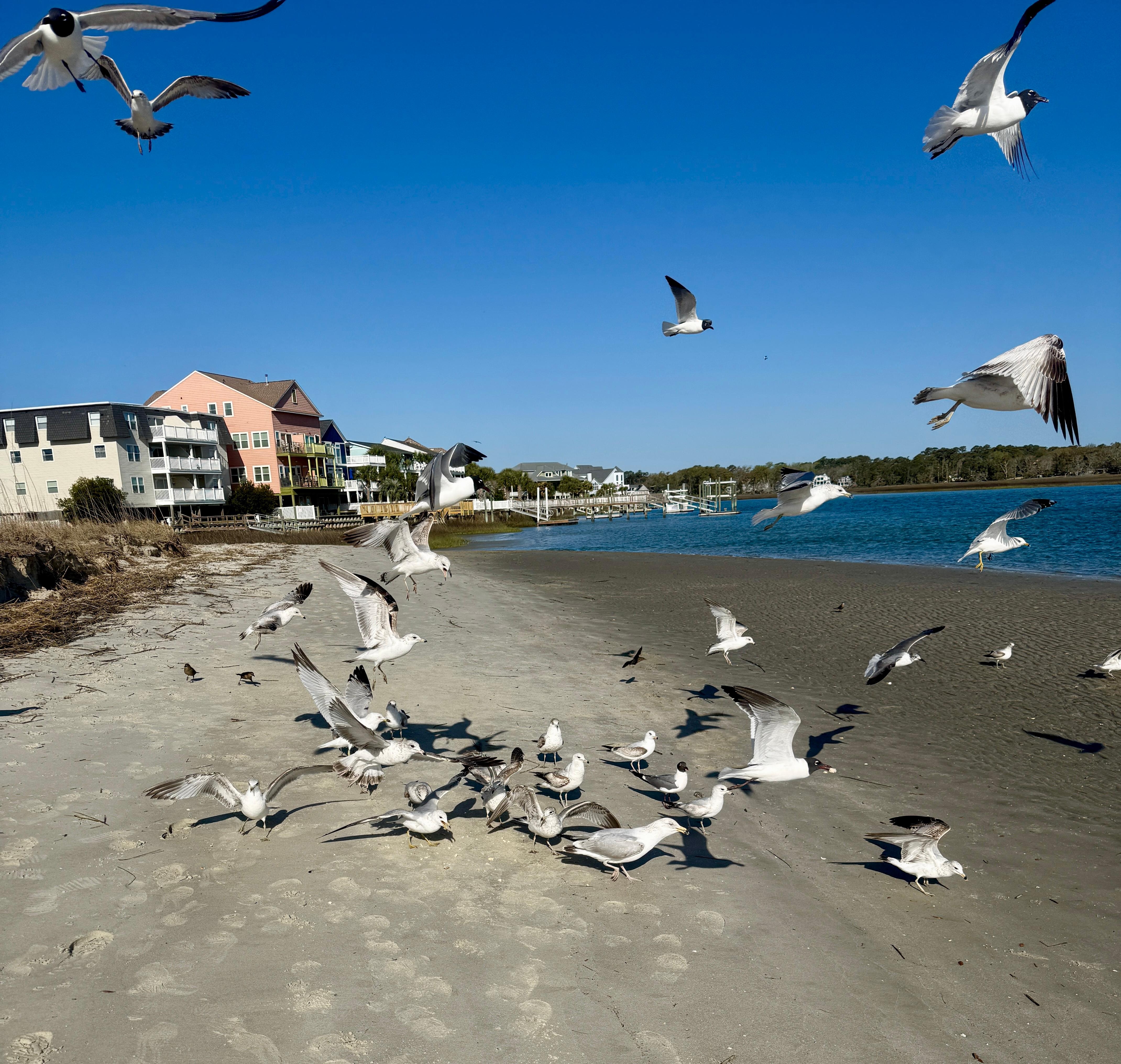 Feeding the seagulls, one of my  favorite things to do! 