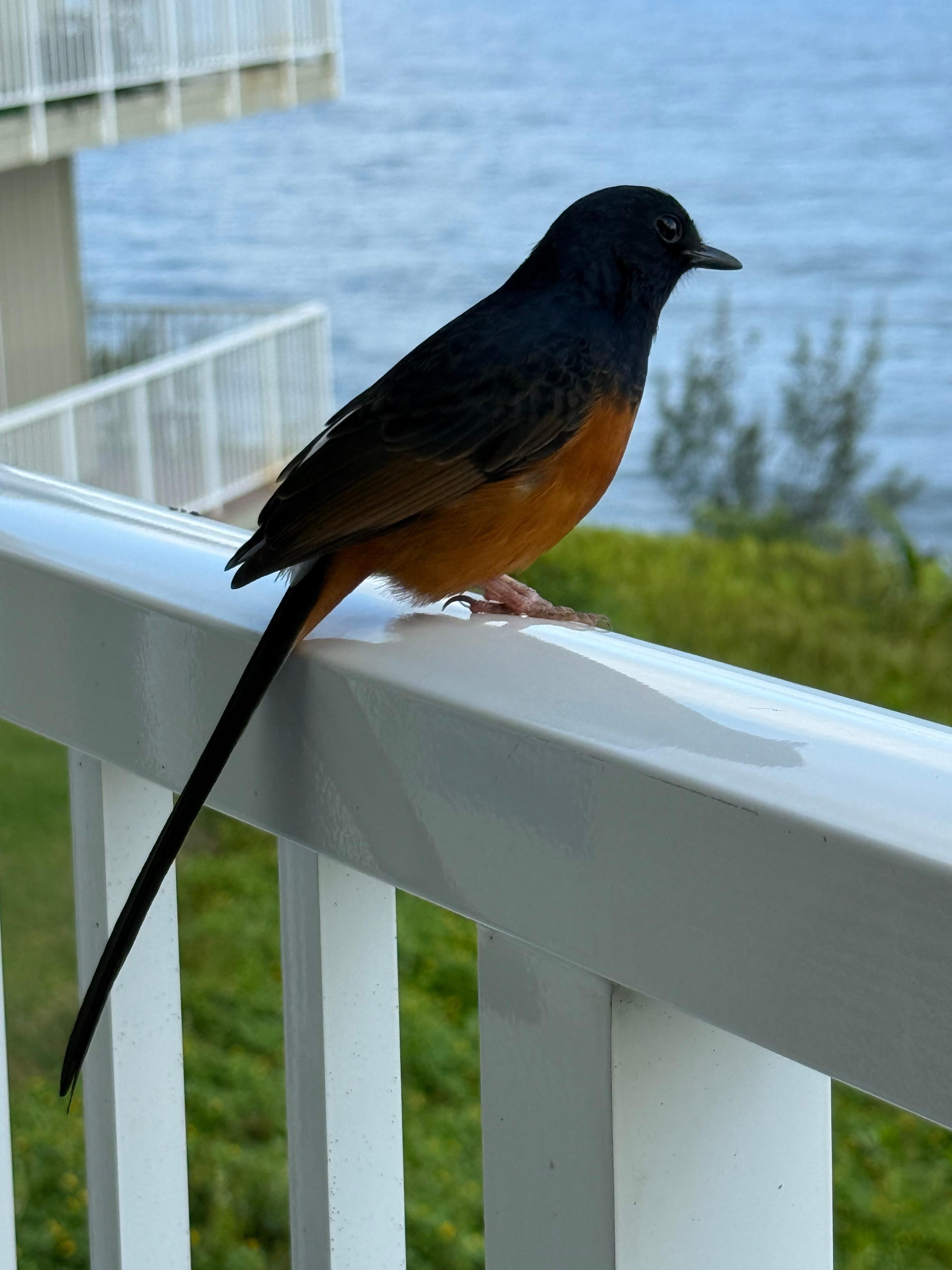 A curious new friend :)