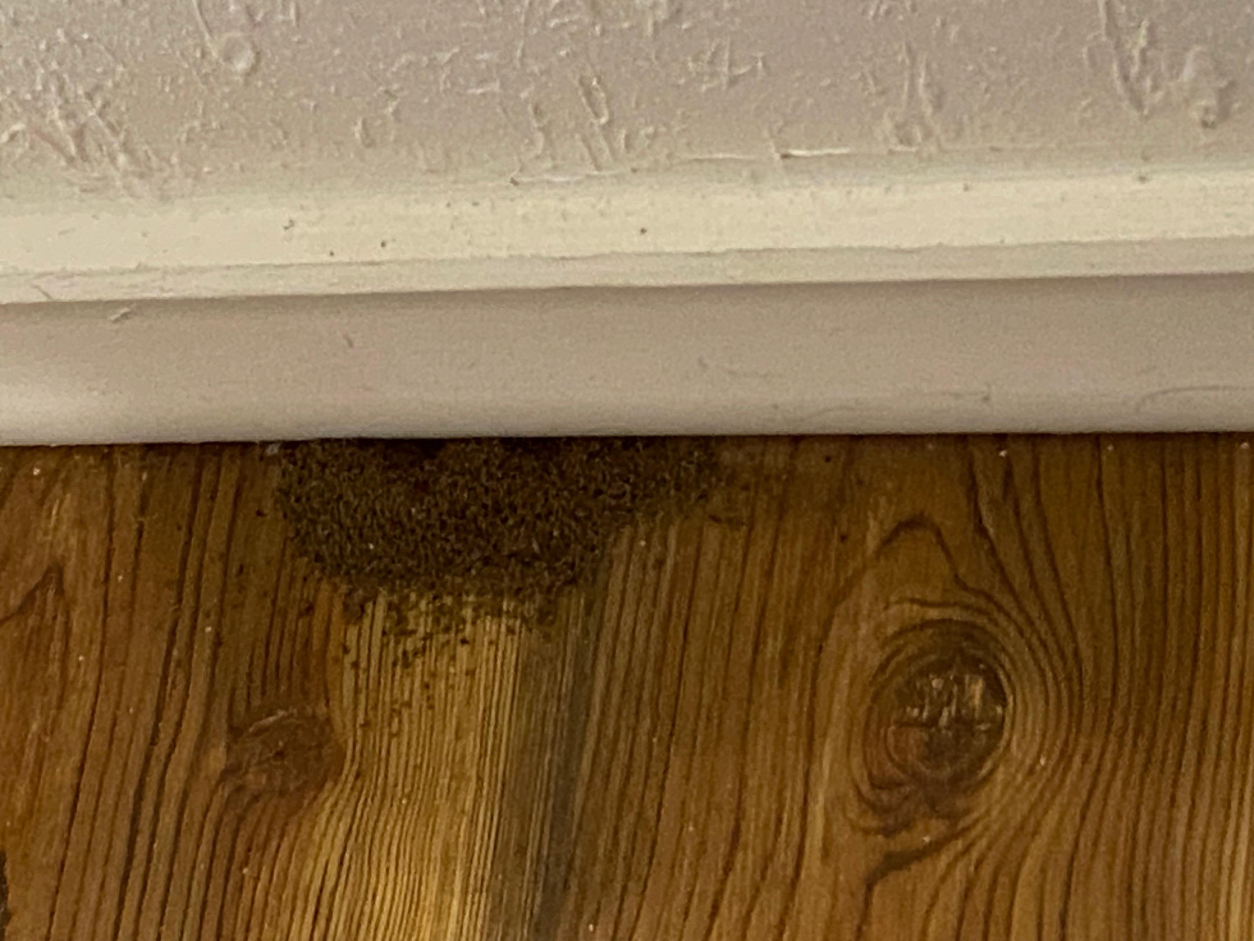 The ant mound in the bedroom