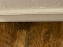 The ant mound in the bedroom