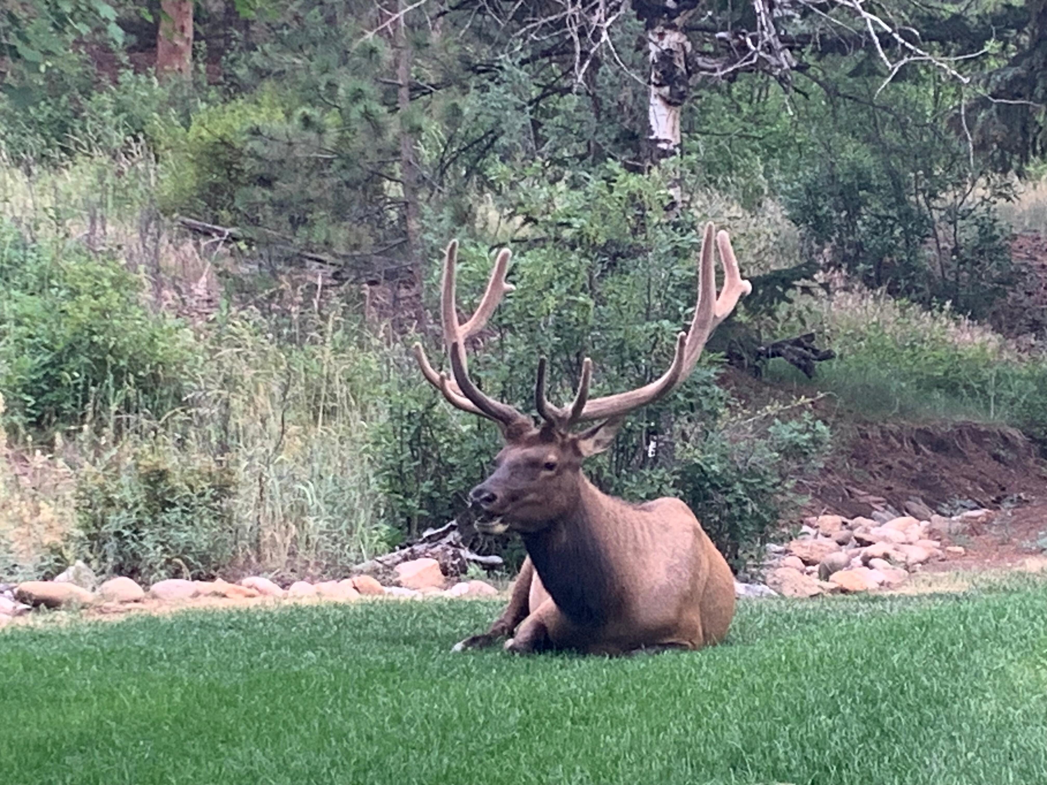 This guy visited 2 evenings in a row!