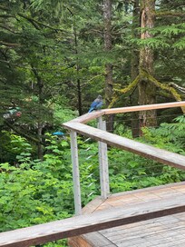 Lots of birds to see!