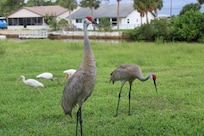 Our morning visitors....the Sandhill Crane.